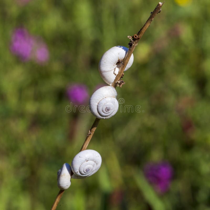 Pouco caracóis em um ramo com as flores roxas no fundo imagem de stock Pouco caracóis em um ramo com as flores roxas no fundo imagem de stock