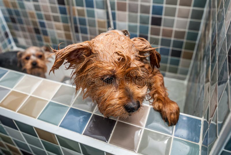 Pouco cão bonito e bonito molhado do yorkshire terrier do puro-sangue que tenta escapar da banheira porque não quer ao selec do b imagens de stock Pouco cão bonito e bonito molhado do yorkshire terrier do puro-sangue que tenta escapar da banheira porque não quer ao selec do b imagens de stock