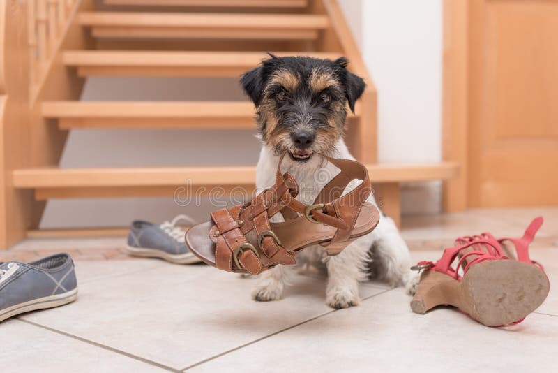Pouco cão obediente bonito guarda uma sapata pelo treinamento do clicker fotografia de stock royalty free Pouco cão obediente bonito guarda uma sapata pelo treinamento do clicker fotografia de stock royalty free