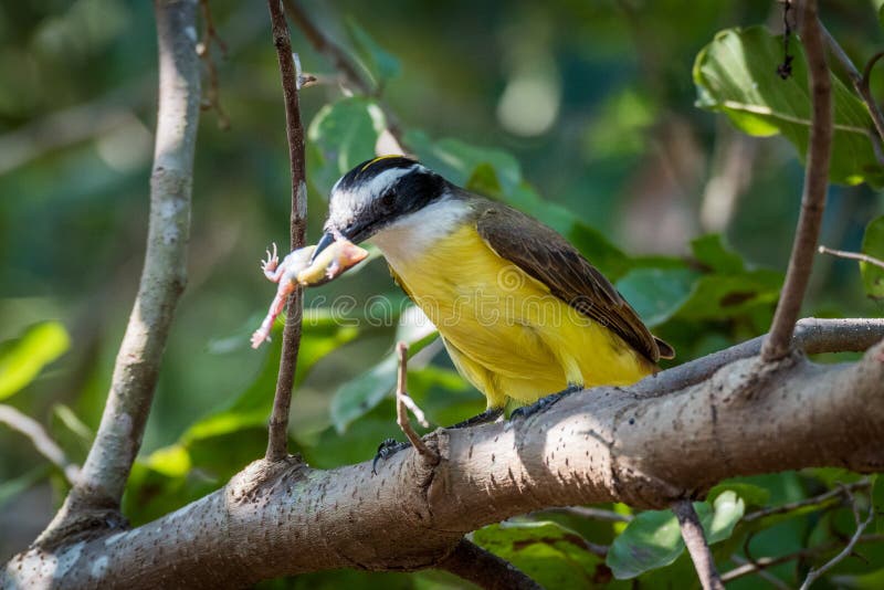 Pouco kiskadee que come a rã no ramo frondoso imagem de stock royalty free Pouco kiskadee que come a rã no ramo frondoso imagem de stock royalty free