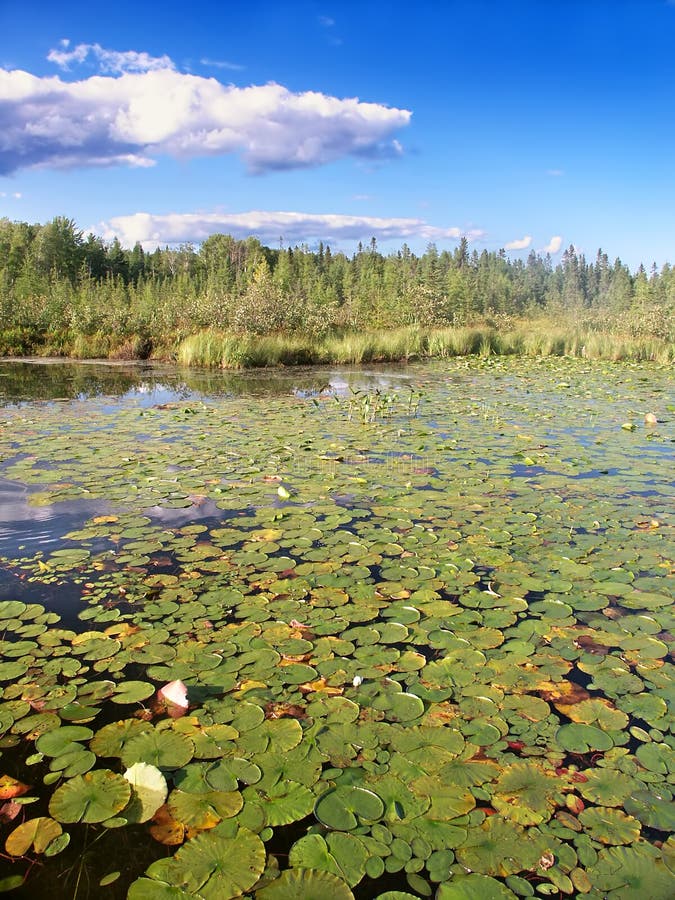 Download Pouco Lago Northwoods Wisconsin Bearskin Foto de Stock - Imagem de cumulus, costa: 65580102