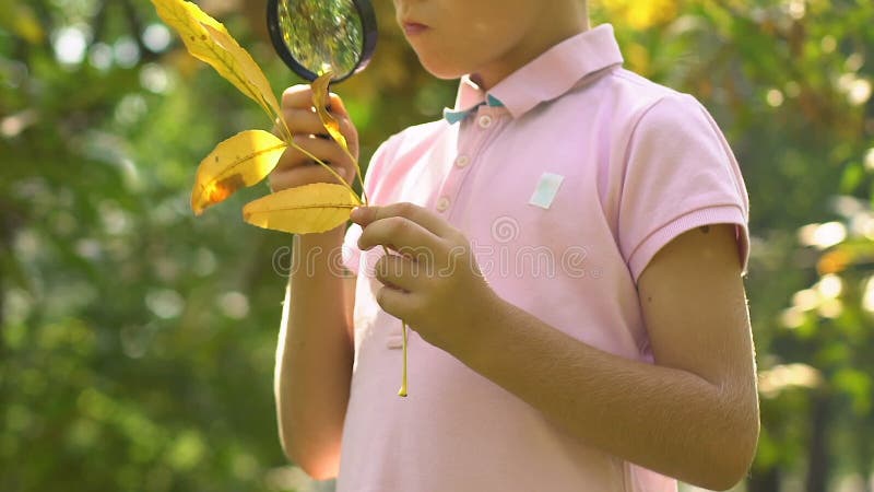 Pouco menino curioso que olha na folha através da lupa, aprendendo a natureza