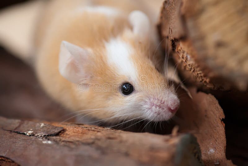 Rato de estimação imagem de stock royalty free