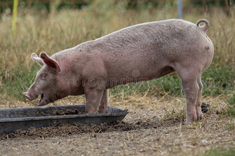 Pouco suínos, porco novo, leitão, comendo fora de uma calha do metal imagem de stock Pouco suínos, porco novo, leitão, comendo fora de uma calha do metal imagem de stock