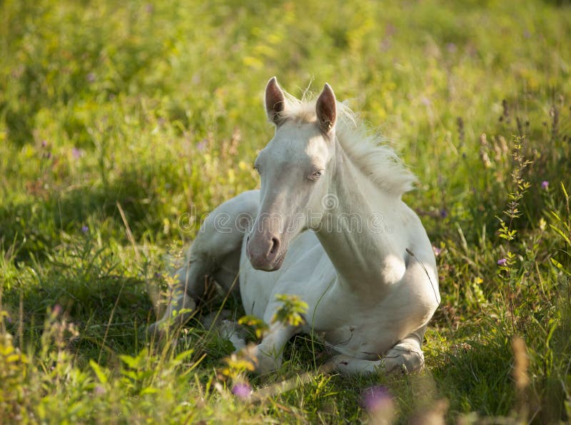 The cremello akhal-teke foal resting in a flowering meadow. The cremello akhal-teke foal resting in a flowering meadow