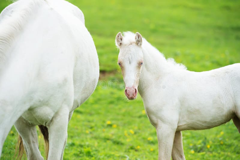 Pony cream foal in the meadow. Pony cream foal in the meadow.