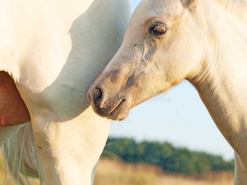 Cremello welsh pony foal with mom. sunny evening. Cremello welsh pony foal with mom. sunny evening