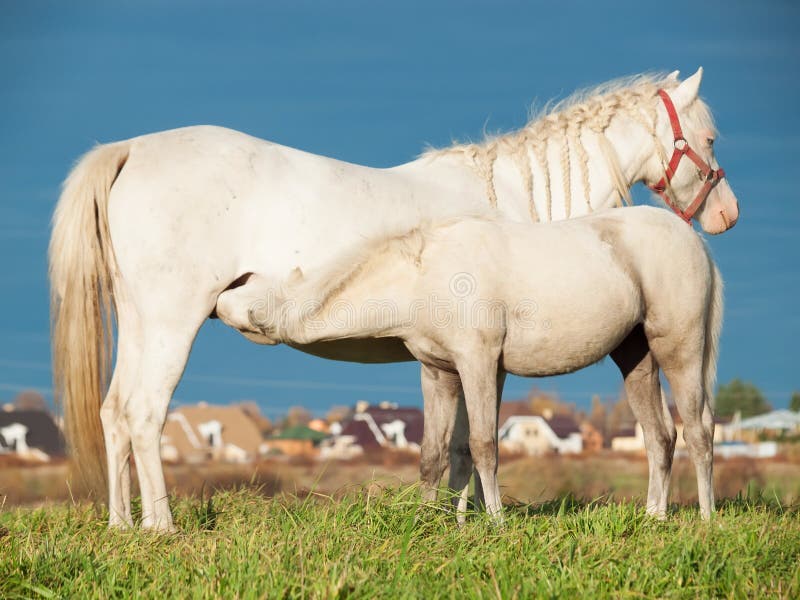 Pony foal eating mom in the pasture. freedom. Pony foal eating mom in the pasture. freedom.