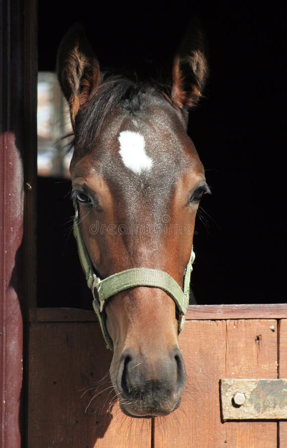 Poulain de verticale photo stock Poulain de verticale photo stock