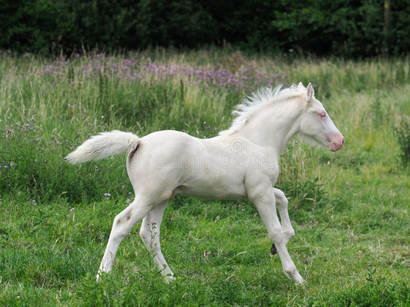 A beautiful young Cremello foal canters at liberty through a paddock. A beautiful young Cremello foal canters at liberty through a paddock
