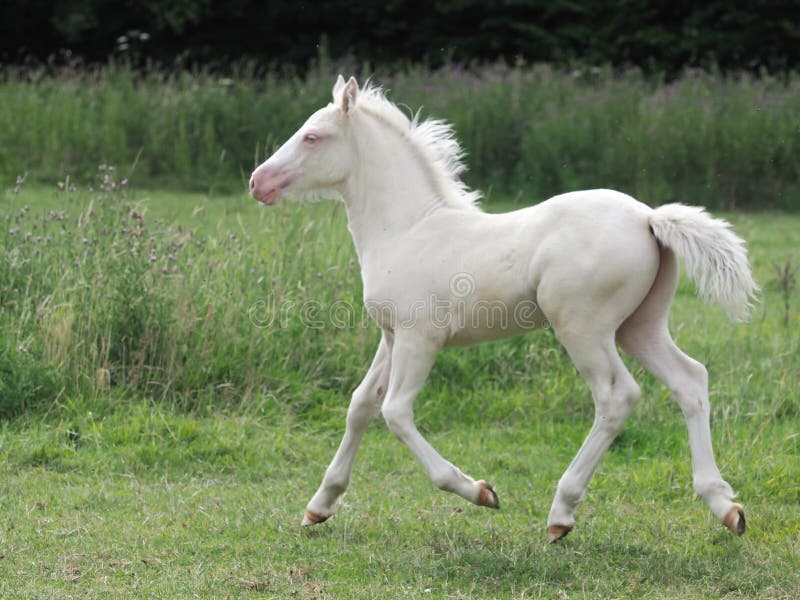 A beautiful young Cremello foal canters at liberty through a paddock. A beautiful young Cremello foal canters at liberty through a paddock