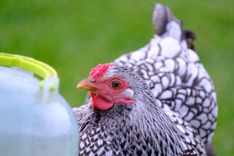 Poule adulte de Wynadotte vue avoir la boisson d'un distributeur de l'eau photos libres de droits Poule adulte de Wynadotte vue avoir la boisson d'un distributeur de l'eau photos libres de droits
