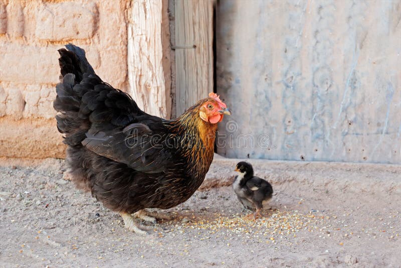 Poule avec des nanas photos stock Poule avec des nanas photos stock