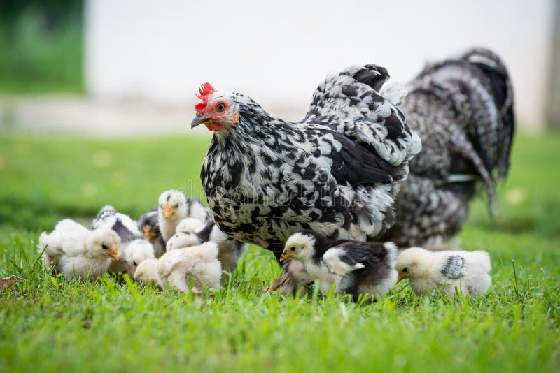 Poule avec des poussins image libre de droits Poule avec des poussins image libre de droits