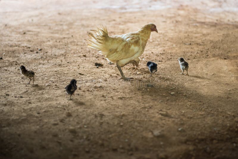 Poule et x28 ; chicken& x29 ; avec les poussins trouvant la nourriture photographie stock libre de droits Poule et x28 ; chicken& x29 ; avec les poussins trouvant la nourriture photographie stock libre de droits