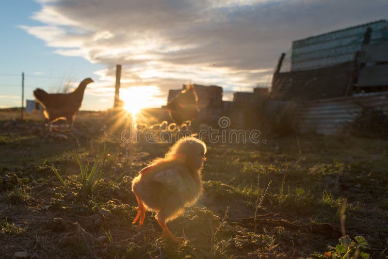 Poule et poussins de couvée dans une ferme photo libre de droits Poule et poussins de couvée dans une ferme photo libre de droits