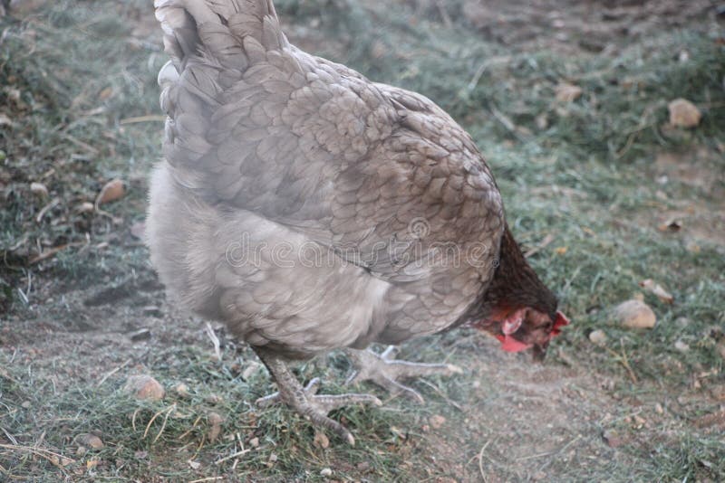 Poule grise dans la cour de pays. Focus sélectif. Concept de ferme images libres de droits