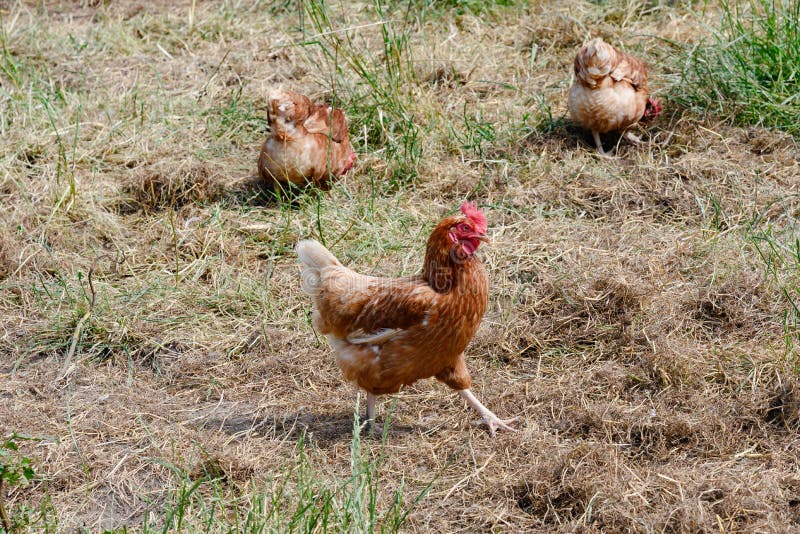 Poule heureuse de ferme - poules libres de gamme de ferme viable dans le jardin de poulet photos libres de droits Poule heureuse de ferme - poules libres de gamme de ferme viable dans le jardin de poulet photos libres de droits
