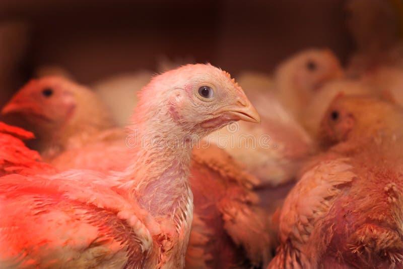 poulet image stock poulet image stock