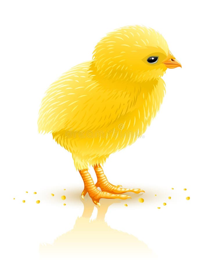 Little yellow chicken isolated - vector illustration. Little yellow chicken isolated - vector illustration