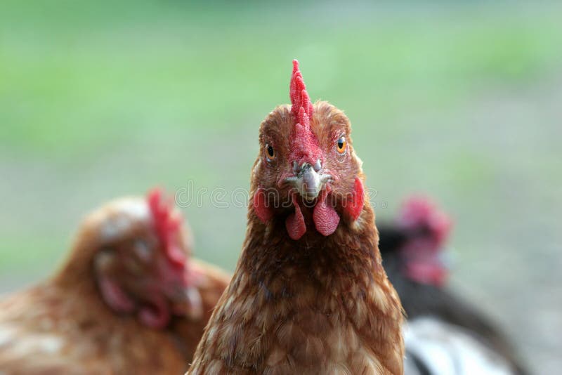Poulet libre d'intervalle photos stock Poulet libre d'intervalle photos stock