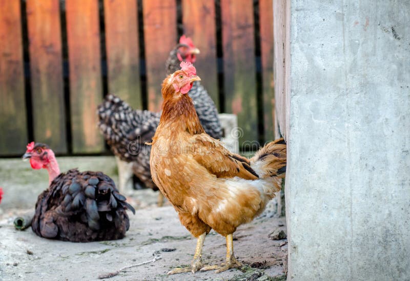 Poulet orange et poulet nu de cou images libres de droits Poulet orange et poulet nu de cou images libres de droits
