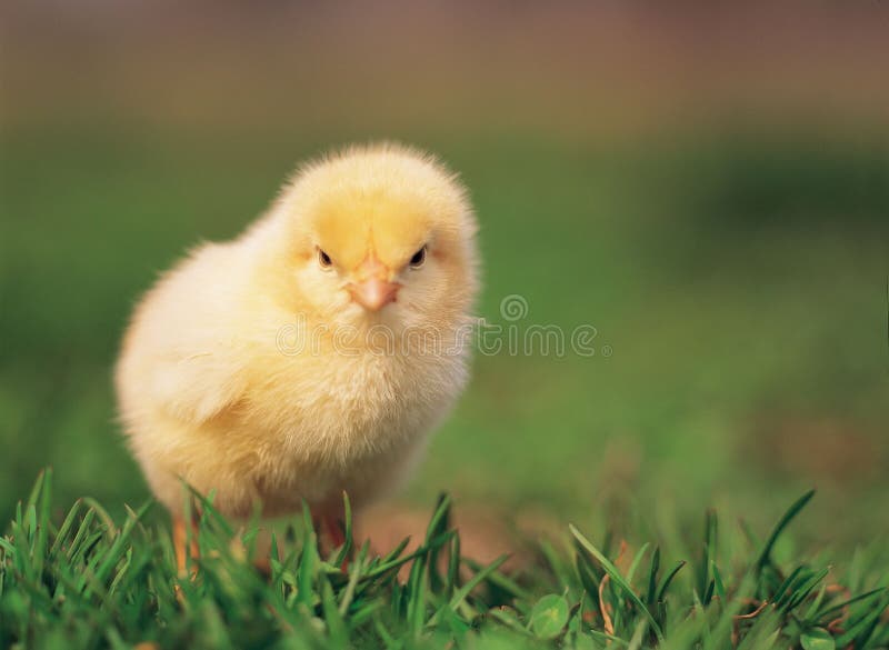 Poulet sur l'herbe Poulet sur l'herbe
