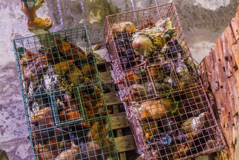 Poulet sur le pont cargo d'un ferry reliant l'île de siquijor à cebu philippine photo stock
