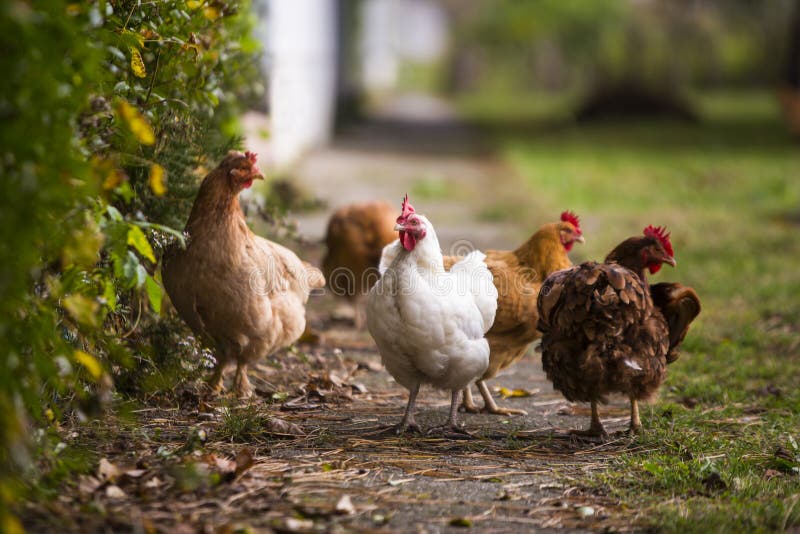 Rooster and chickens grazing on the grass. Rooster and chickens grazing on the grass