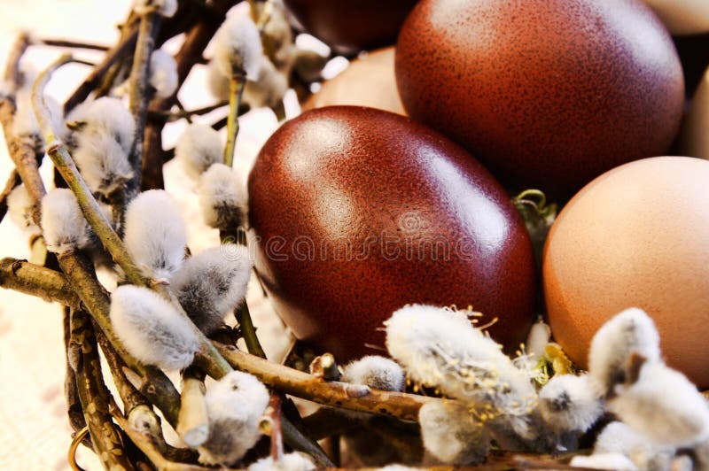 Poultry eggs in a bird s-nest