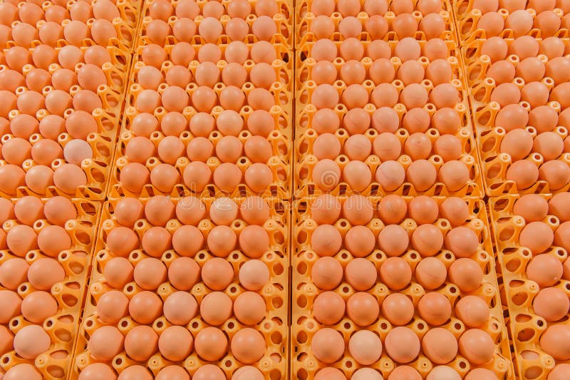 Poultry Eggs stock image. Image of tray, food, healthy 39748119