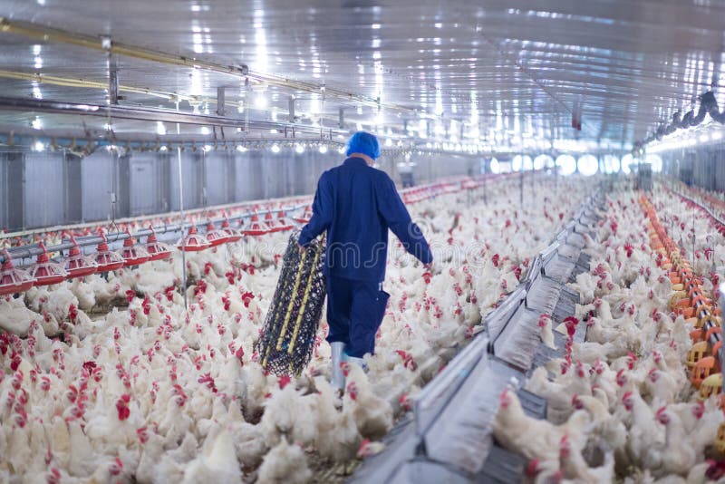 Poultry farm chicken business farm