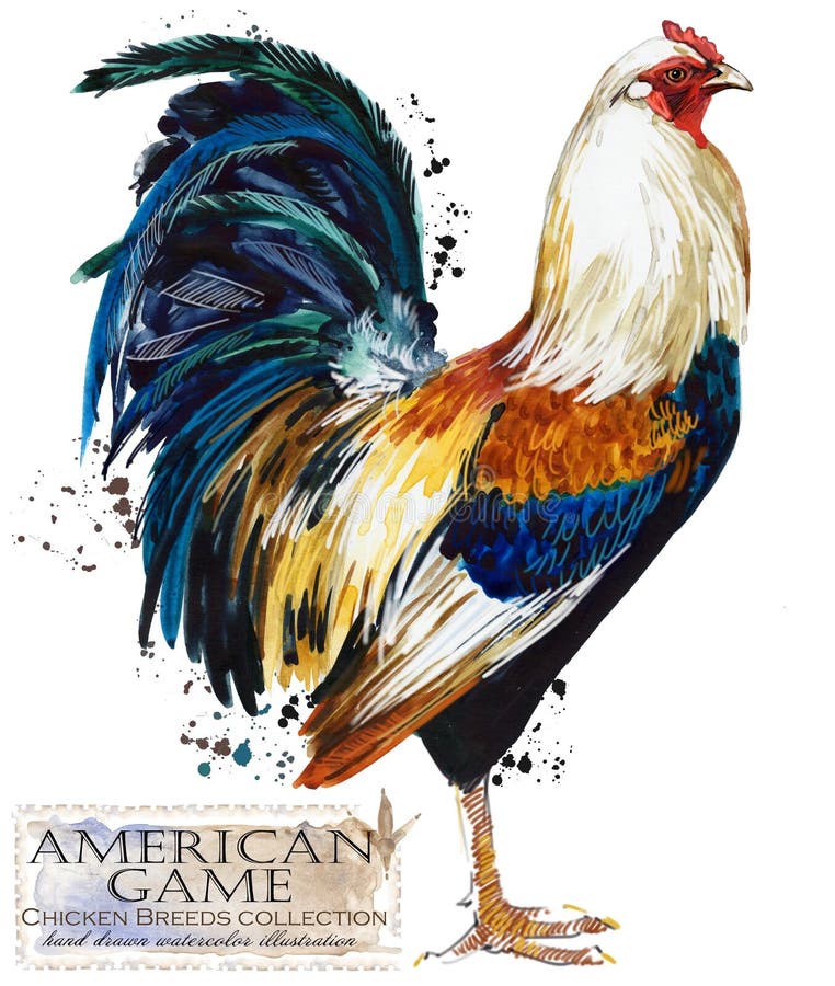 Poultry farming. Chicken breeds series. domestic farm bird illustration