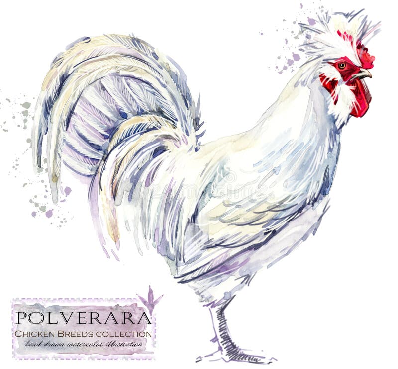 Poultry farming. Chicken breeds series. domestic farm bird illustration