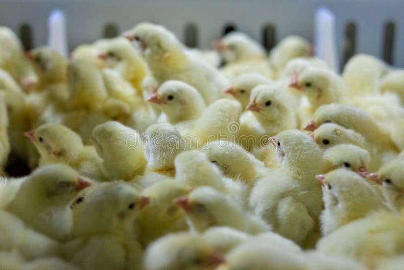 Poultry farming for the purpose of farming meat or eggs for food 2