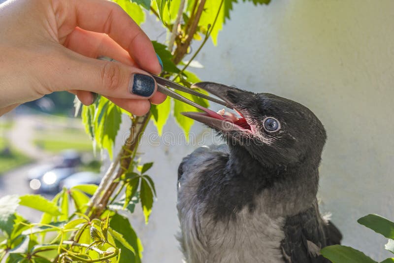 Poultry feeding. little crow eats with tweezers pieces of meat. the concept of caring for sick and injured birds stock image Poultry feeding. little crow eats with tweezers pieces of meat. the concept of caring for sick and injured birds stock image