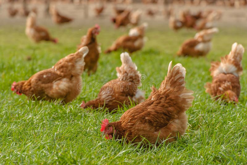 Poultry - Brown Layer hens (free range)