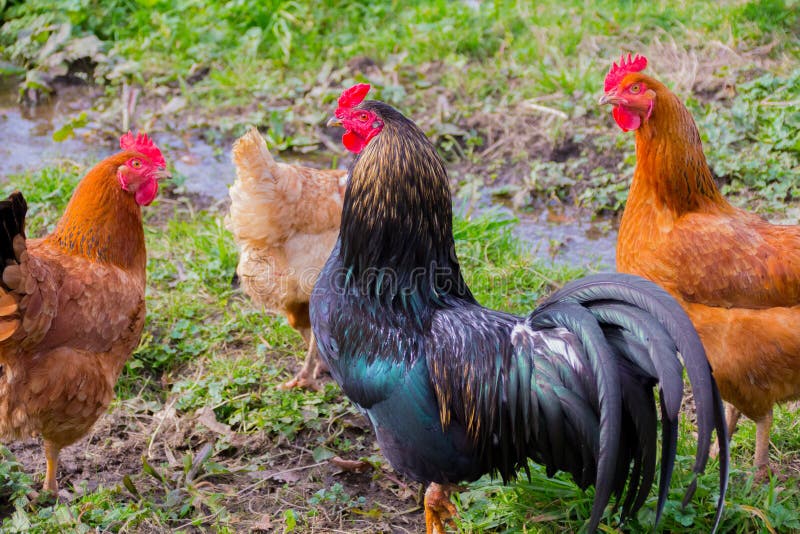 Poultry on the Outside, Rooster and Chickens, Stock Image - Image of ...