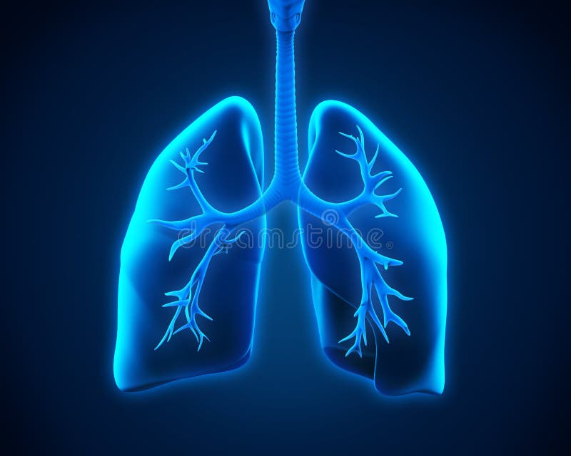 Anatomie D'appareil Respiratoire Humain Illustration Stock - Illustration  du bronches, bronchioles: 55211737