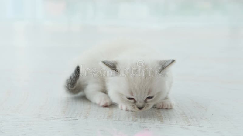 Chaton Ragdoll Blanc Allongé Sur Un Canapé à La Maison Et Regardant La Caméra  Chat Domestique Félin Moelleux Avec