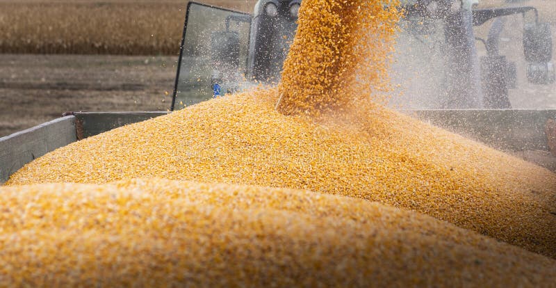 Pouring Corn Grain Into Tractor Trailer