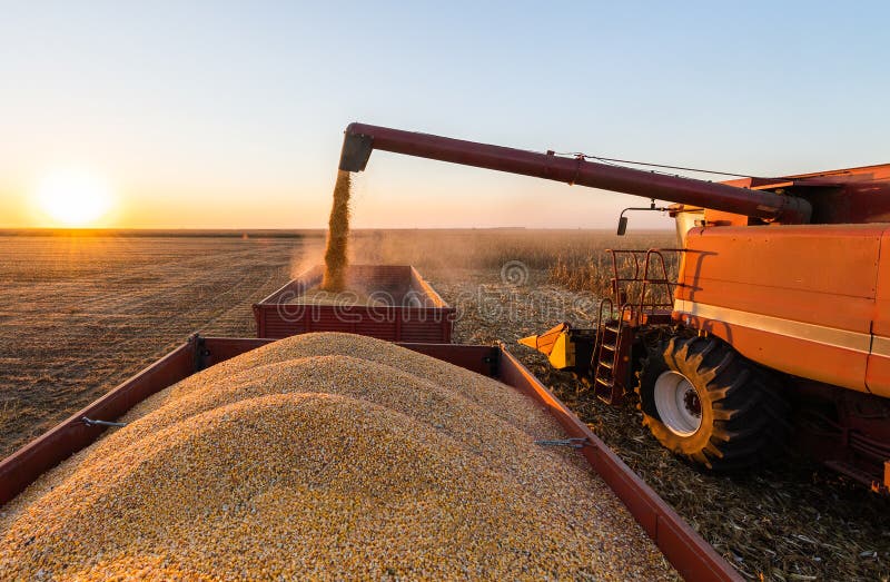 Pouring Corn Grain Into Tractor Trailer