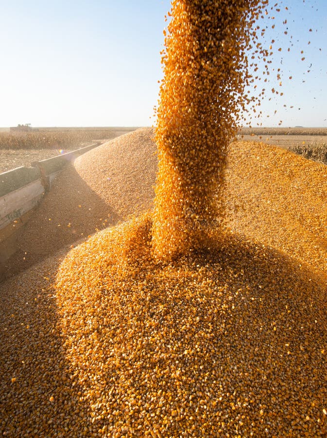 Pouring Corn Grain Into Tractor Trailer