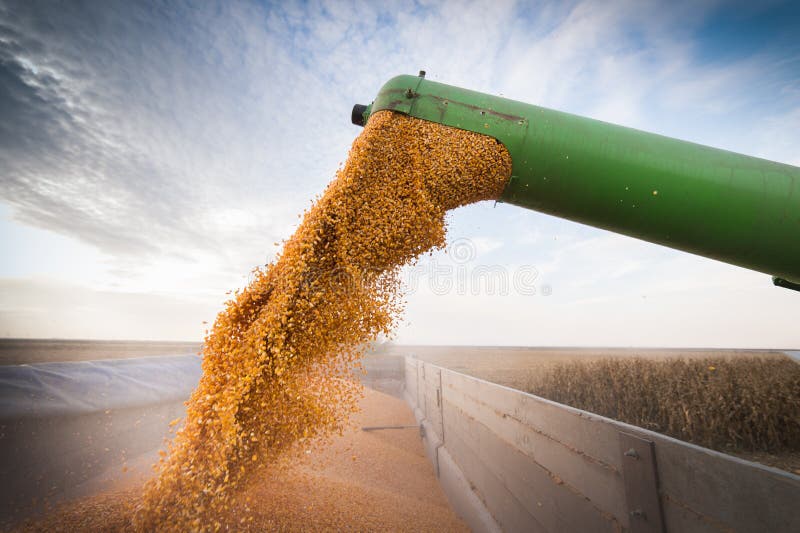 Pouring corn grain into tractor trailer
