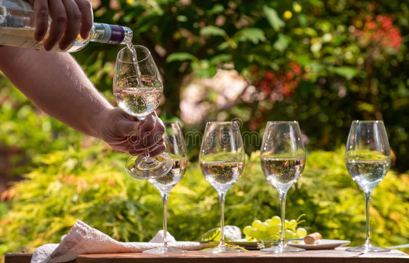 Pouring of Pinot gridgio rose wine for tasting on winery in Veneto, Italy. Glasses of cold dry wine served outdoor in sunny day stock image