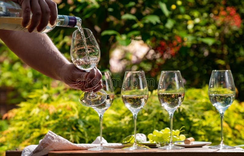 Pouring of Pinot gridgio rose wine for tasting on winery in Veneto, Italy. Glasses of cold dry wine served outdoor in sunny day royalty free stock photos
