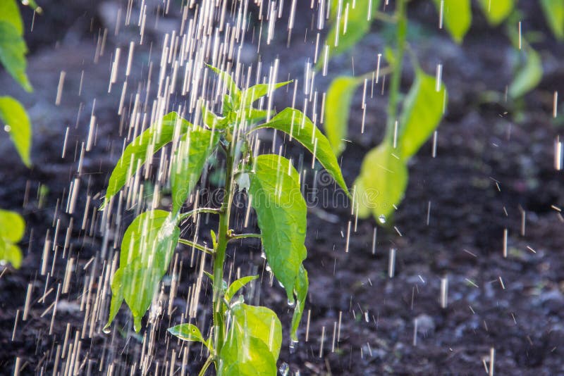 Pouring a Plant from a Watering Can Stock Image Image of flowing