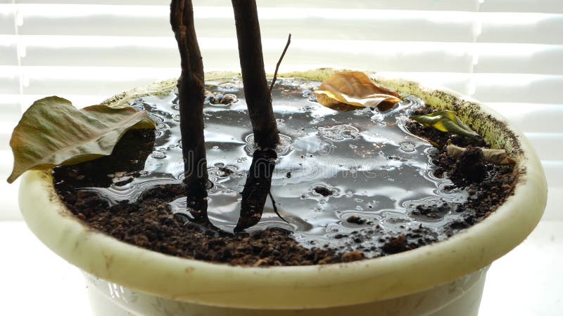 Pouring Water into Flower Pot Dry Soil Ground. Earth Absorbs Moisture Very  Quickly. Dry Leaf Fallen from the Plant Stock Video - Video of change,  home: 158844603