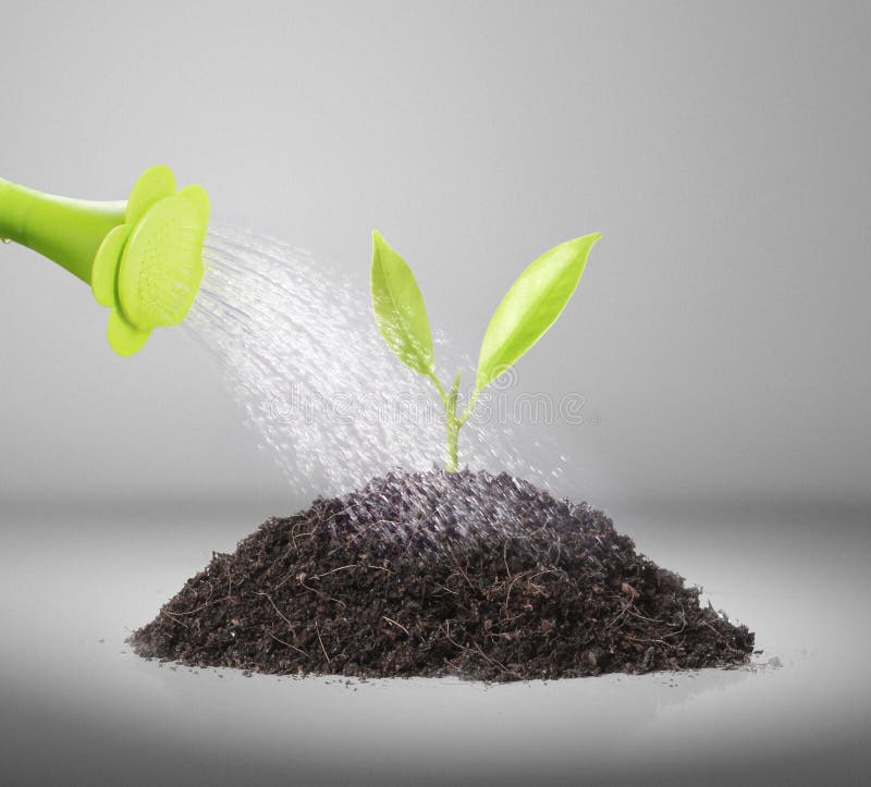 Pouring Watering Can on Plant Water Stock Image Image of color