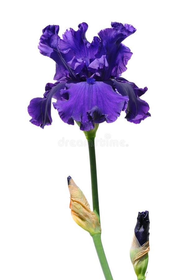 pourpre d'iris de fleur image libre de droits pourpre d'iris de fleur image libre de droits